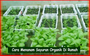 Panduan Lengkap: Tips Menanam Sayuran Organik di Rumah untuk Panen Melimpah