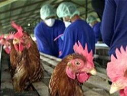 Flu Burung: Ancaman yang Belum Usai dan Upaya Pencegahannya