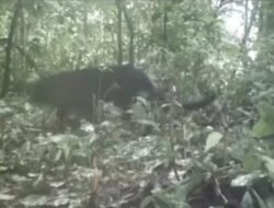 Menjelajahi Kabar Satwa Langka: Antara Ancaman dan Secercah Harapan