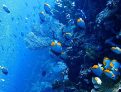 Bunaken, Surga Bawah Laut yang Selalu Memikat